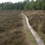 Onderweg liepen we ook nog langs deze mooie heide.