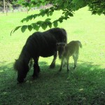 Deze, erg kleine, pony liep met een jong veulen in de wei.