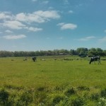 Vanaf een rustige weg hadden wij, over dit veld met koeien heen, uitzicht op Gieten.