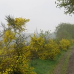 Een mooi, maar mistig, uitzicht op de kerk van Rolde.