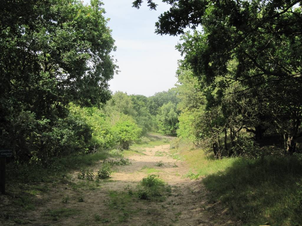 Een leuk paadje door het bos in Wassenaar.