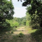 Een leuk paadje door het bos in Wassenaar.