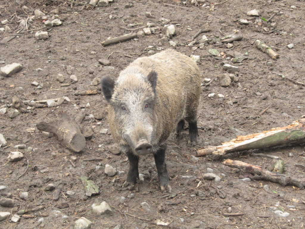 Domein van de Grotten van Han - Wildpark