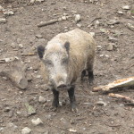 Domein van de Grotten van Han - Wildpark