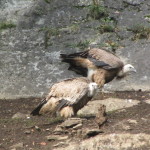 Domein van de Grotten van Han - Wildpark
