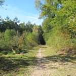 Een heel fraai bos (1)