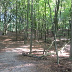 Een heel fraai bos (2)