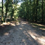 Een heel fraai bos (3)