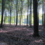 Een heel fraai bos (4)