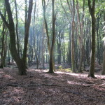 Een heel fraai bos (5)