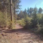 Een heel fraai bos (6)