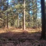 Een heel fraai bos (7)