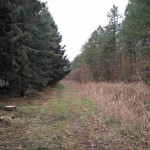 Een klein stukje naaldbos in het Horsterwold