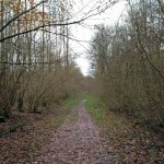 Een leuk paadje in het Horsterwold