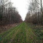 Een leuk paadje in het Horsterwold