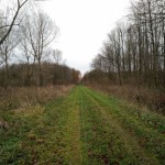 Een leuk paadje in het Horsterwold