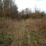 Een leuk paadje in het Horsterwold