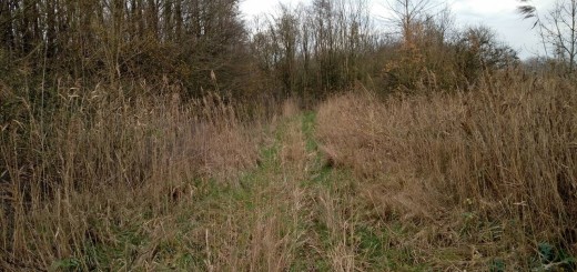 Een leuk paadje in het Horsterwold