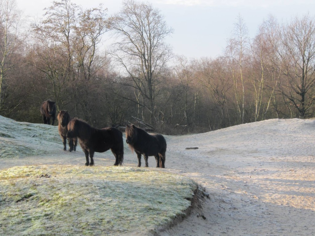 In de Zeepeduinen leven diverse kudden met Shetland Pony's.