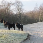 In de Zeepeduinen leven diverse kudden met Shetland Pony's.