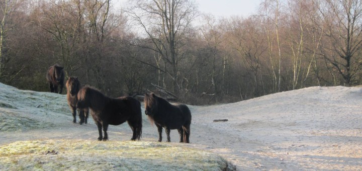 In de Zeepeduinen leven diverse kudden met Shetland Pony's.