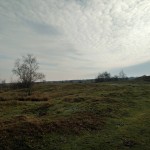 De overgang tussen de Zeepeduinen en de Boswachterij Westerschouwen is zeer fraai.