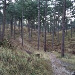 Het bos in Boswachterij Westerschouwen is erg fraai.