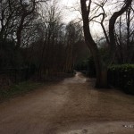 In Renesse is dit mooie straatje met erg fraai gevormde boom te vinden.
