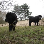 Op de terugweg naar Burgh-Haamstede schampten wij het gebied de Zeepeduinen waar deze Shetland Pony's rondliepen.