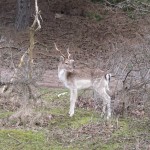 Dit hertje was helemaal niet schuw en bleef gewoon staan terwijl een foto namen.