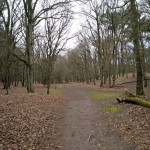 Zo zonder bladeren zijn de bomen in het bos ook erg mooi.