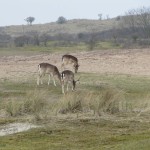 Wij zagen vandaag heel veel hertjes. Deze hertjes waren lekker gras aan het eten.