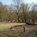 Een best wel grote groep hertjes die in de beschutting van wat kale bomen lekker aan het grazen waren.