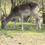 We zagen heel veel hertjes tijdens de wandeling, maar wat zo bijzonder was, is dat zij totaal niet schuw waren en ons mensen best wel dichtbij lieten naderen.