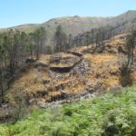 Dit gebied is al wat langer geleden geraakt door een bosbrand, dat is nog te zien.