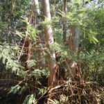 Fraaie bomen die je tegenkomt tijdens het wandelen van de blauwe stippen wandeling vanaf Camping Toca Da Raposa.