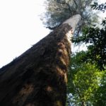 In Mata do Bussaco staat deze hele fraai en zeer lange boom.