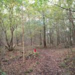 In het eerste gedeelte van de wandeling volgden wij dit mooie bospad.