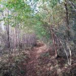 Dit was ook zeer fraai bospad waar wij over wandelden.