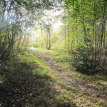 Ook dit bospad was zeer fraai.