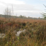 Wederom een zeer fraai stuk heide.