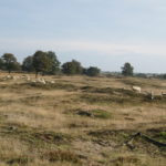 Wederom een zeer fraai stuk heide, maar nu voorzien van grazende schapen.
