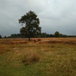 Wederom een zeer fraai stuk heide, maar nu voorzien van grazende Schotse Hooglanders.