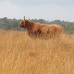 Schotse Hooglanders zijn best erg groot en zien er van dichtbij toch wel een beetje vervaarlijk uit.