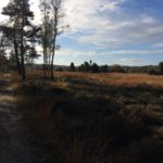 TIjdens de wandeling hebben wij veel fraaie stukken heide gezien. Dit was er één van.