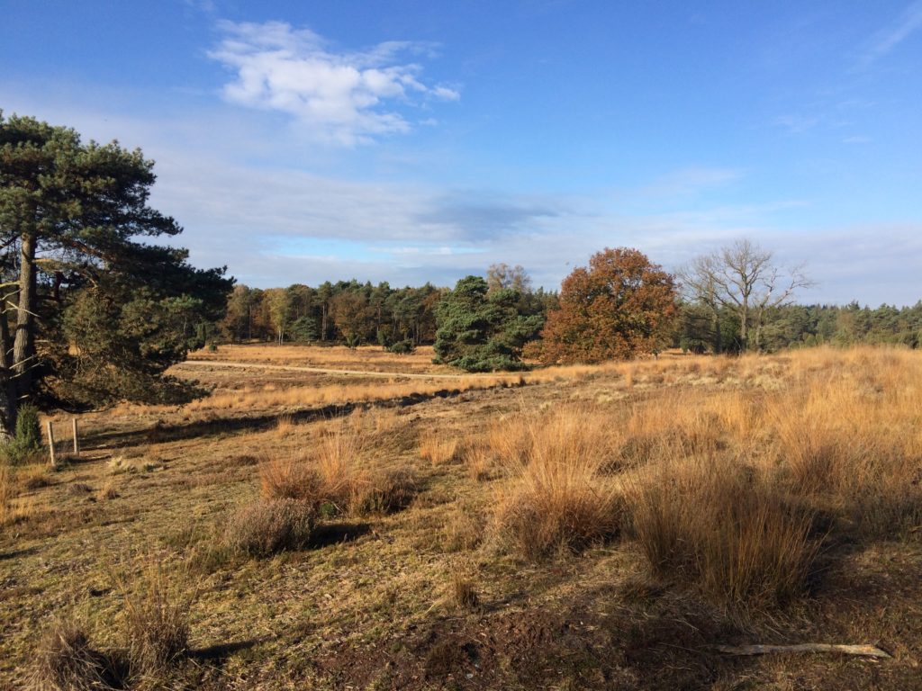 TIjdens de wandeling hebben wij veel fraaie stukken heide gezien. Dit was er één van.