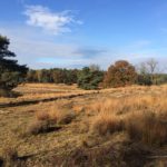 TIjdens de wandeling hebben wij veel fraaie stukken heide gezien. Dit was er één van.