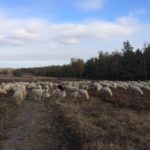 Onderweg kwamen we ook nog deze grote kudde Schapen die lekker aan het grazen waren.