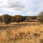 TIjdens de wandeling hebben wij veel fraaie stukken heide gezien. Dit was er één van.