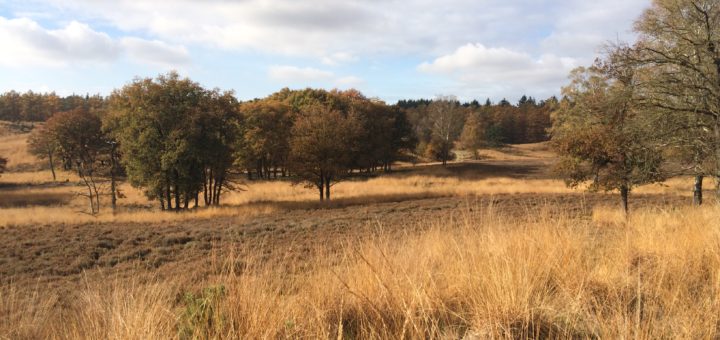 TIjdens de wandeling hebben wij veel fraaie stukken heide gezien. Dit was er één van.
